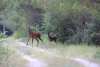 Cerfs 2012